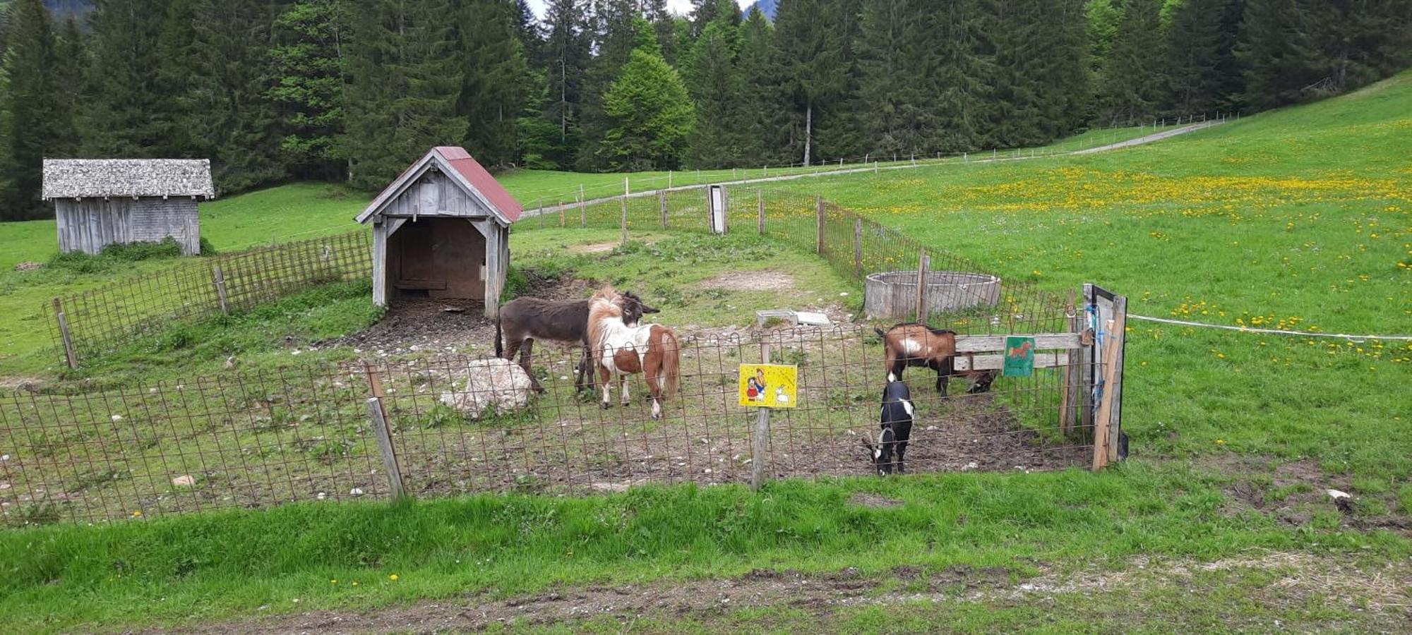 Jausenstation Neuschwand Βίλα Hittisau Εξωτερικό φωτογραφία